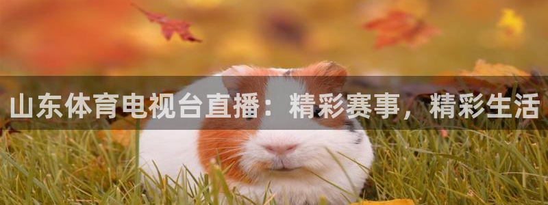 山东体育电视台直播：精彩赛事，精彩生活